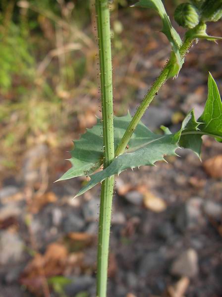 Photo of Sonchus oleraceus by 3CDSG DND