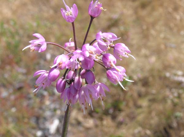 Photo of Allium cernuum by <a href="http://www.dereilanatureinn.ca/">Derrick Ditchburn</a>