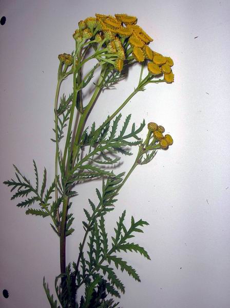 Photo of Tanacetum vulgare by 3CDSG DND