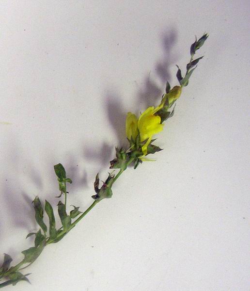 Photo of Linaria genistifolia ssp. dalmatica by 3CDSG DND
