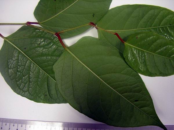 Photo of Reynoutria japonica var. japonica by 3CDSG DND