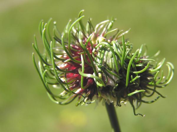 Photo of Allium vineale ssp. vineale by <a href="http://www.dereilanatureinn.ca/">Derrick Ditchburn</a>