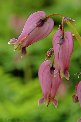 Photo of Dicentra formosa by <a href="
http://www.blevinsphoto.com/
">David Blevins</a>