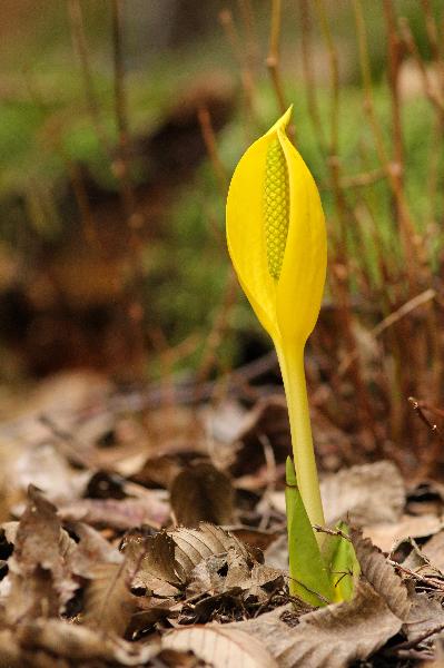 Photo of Lysichiton americanus by <a href="http://www.redbubble.com/people/frostwhiteraven">Wolf Read</a>
