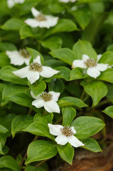 Photo of Cornus canadensis by <a href="http://www.redbubble.com/people/frostwhiteraven">Wolf Read</a>
