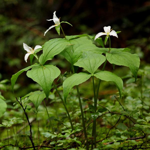 Photo of Trillium ovatum by <a href="http://www.redbubble.com/people/frostwhiteraven">Wolf Read</a>