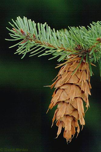 Photo of Pseudotsuga menziesii by <a href="
http://www.blevinsphoto.com/
">David Blevins</a>
