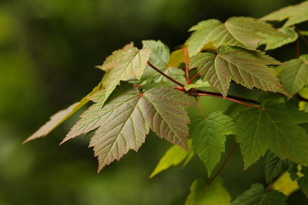 Photo of Acer glabrum by <a href="http://www.redbubble.com/people/frostwhiteraven">Wolf Read</a>