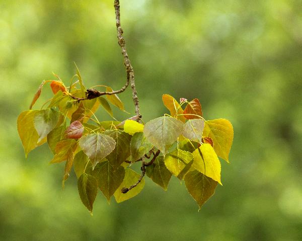 Photo of Populus tremuloides by <a href="http://www.redbubble.com/people/frostwhiteraven">Wolf Read</a>
