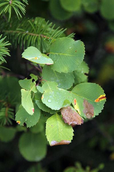 Photo of Amelanchier alnifolia by <a href="http://www.redbubble.com/people/frostwhiteraven">Wolf Read</a>