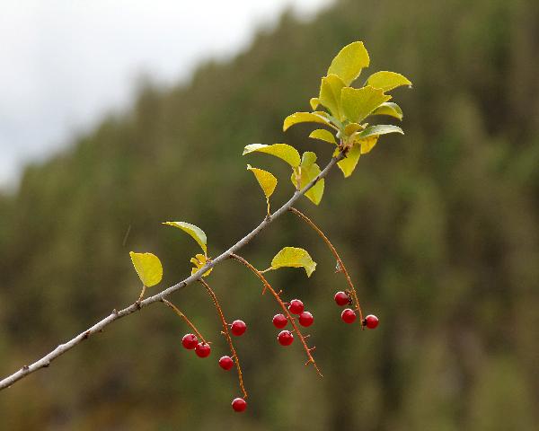 Photo of Prunus virginiana ssp. melanocarpa by <a href="http://www.redbubble.com/people/frostwhiteraven">Wolf Read</a>