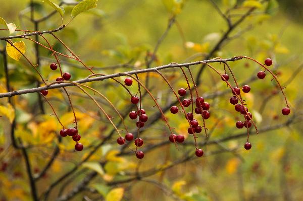 Photo of Prunus virginiana ssp. melanocarpa by <a href="http://www.redbubble.com/people/frostwhiteraven">Wolf Read</a>