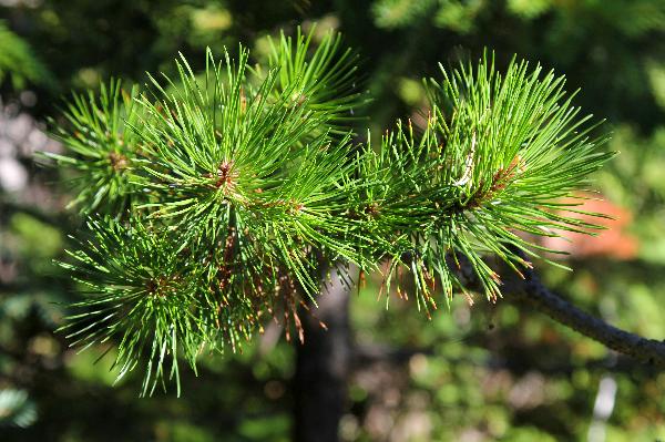 Photo of Pinus contorta var. latifolia by <a href="http://www.redbubble.com/people/frostwhiteraven">Wolf Read</a>