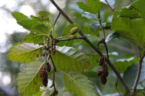 Photo of Alnus alnobetula ssp. sinuata by <a href="http://www.redbubble.com/people/frostwhiteraven">Wolf Read</a>