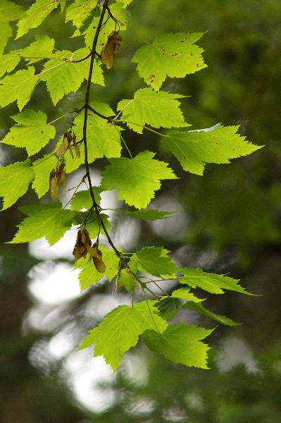 Photo of Acer glabrum by <a href="http://www.redbubble.com/people/frostwhiteraven">Wolf Read</a>