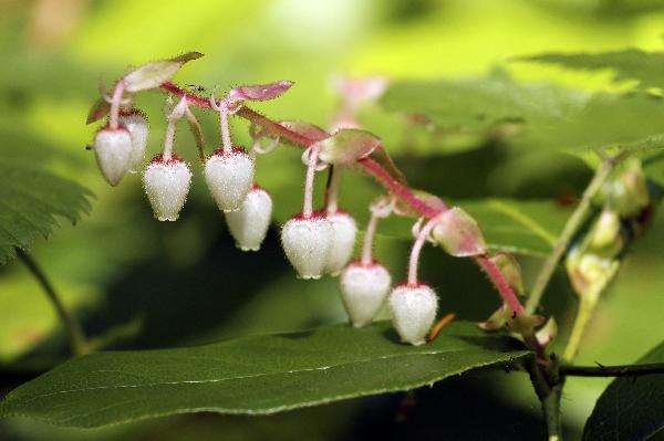Photo of Gaultheria shallon by <a href="http://www.redbubble.com/people/frostwhiteraven">Wolf Read</a>