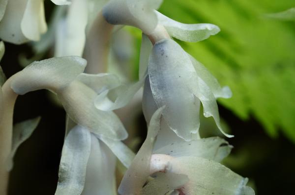 Photo of Monotropa uniflora by Deborah Freeman