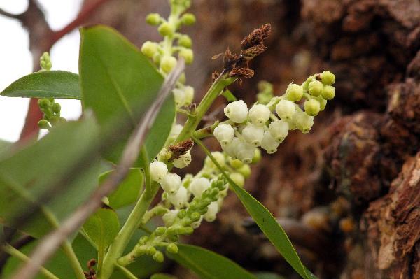 Photo of Arbutus menziesii by <a href="http://www.redbubble.com/people/frostwhiteraven">Wolf Read</a>