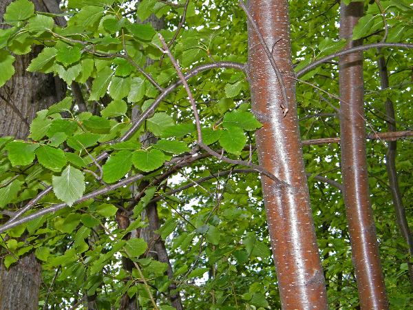 Photo of Betula occidentalis by <a href="http://www.natureniche.ca">Gordon Neish</a>