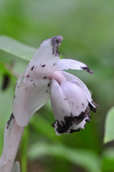 Photo of Monotropa uniflora by <a href="http://www.adventurevalley.com/larry">Larry Halverson</a>