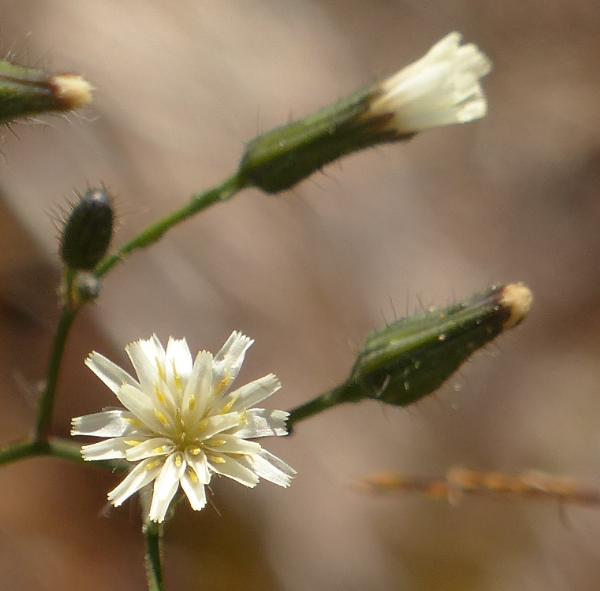 Photo of Hieracium albiflorum by Rosemary Taylor