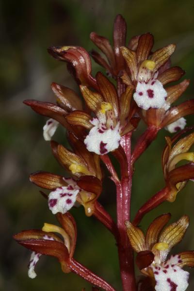 Photo of Corallorhiza maculata var. occidentalis by <a href="http://naturevictoria.com">James Clowater</a>