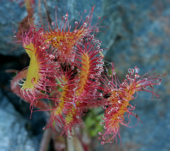 Photo of Drosera rotundifolia by <a href="http://naturevictoria.com">James Clowater</a>