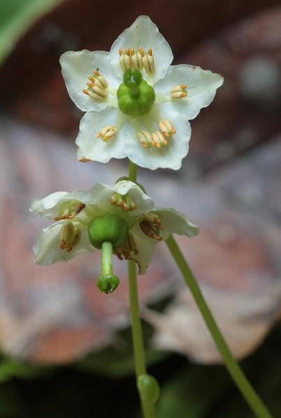 Photo of Moneses uniflora by <a href="http://naturevictoria.com">James Clowater</a>