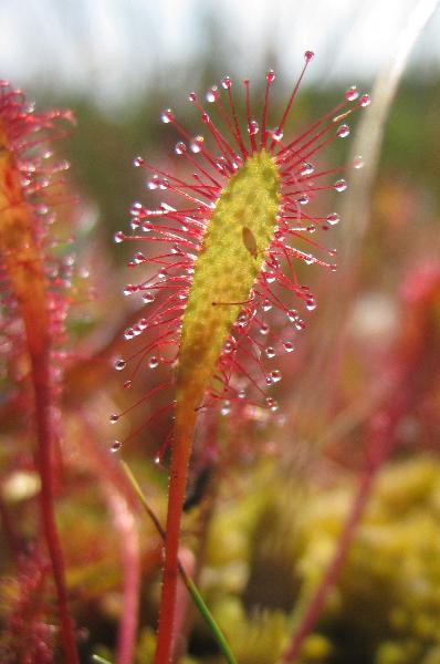 Photo of Drosera anglica by Melissa Farris