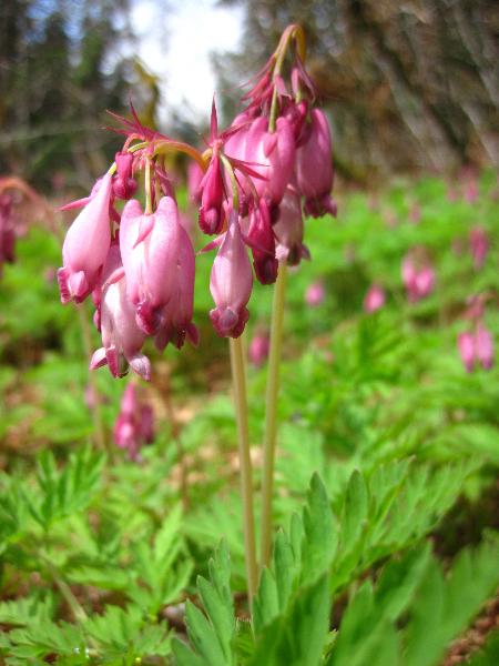 Photo of Dicentra formosa by Melissa Farris