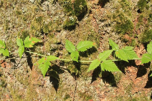 Photo of Rubus ursinus ssp. macropetalus by Melissa Farris