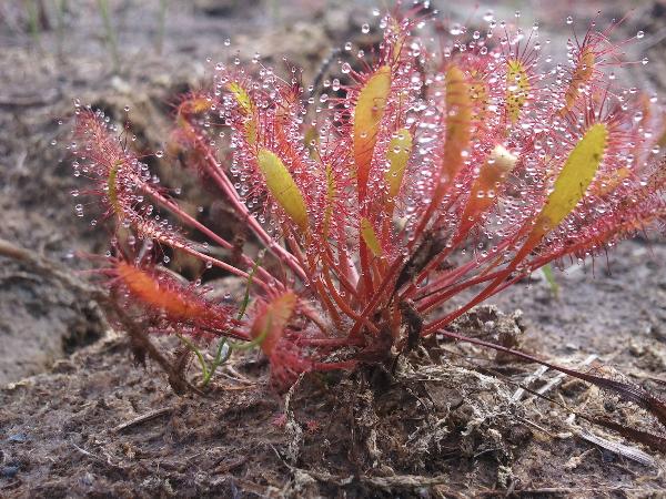 Photo of Drosera anglica by Melissa Farris