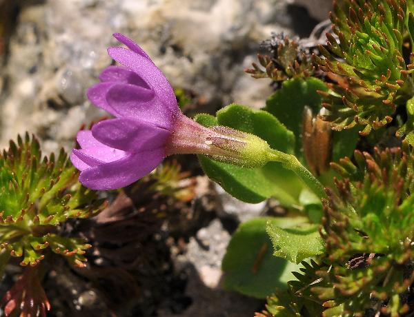 Photo of Primula cuneifolia ssp. saxifragifolia by Virginia Skilton