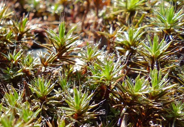 Photo of Polytrichum piliferum by Rosemary Taylor