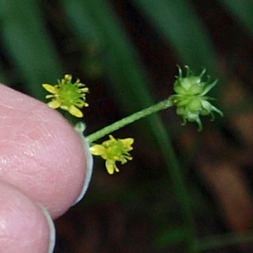 Photo of Ranunculus uncinatus by Liz Watkinson