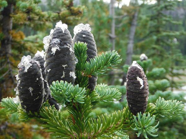Photo of Abies lasiocarpa by Allan  Carson