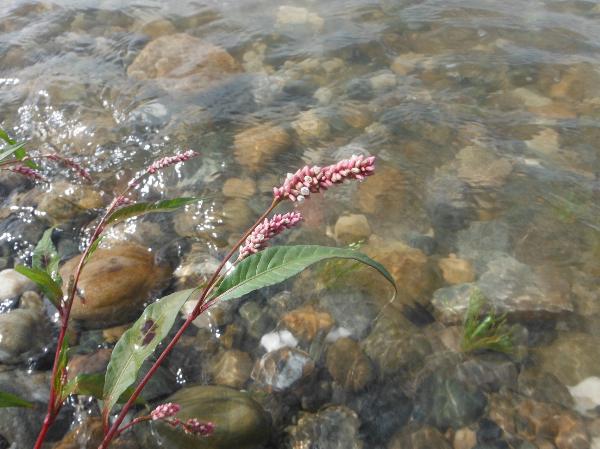 Photo of Persicaria maculosa by Allan  Carson