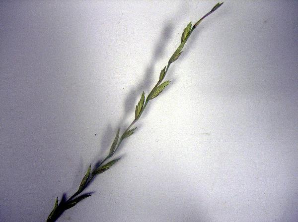 Photo of Elymus repens by 3CDSG DND