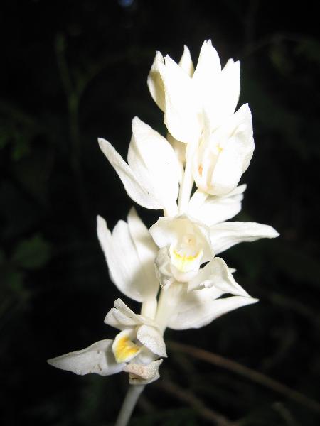 Photo of Cephalanthera austiniae by <a href="http://www.blake.hailmail.net">Dane Springmeyer</a>