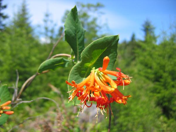 Photo of Lonicera ciliosa by <a href="http:// www.lilley.ca">Patrick Lilley</a>