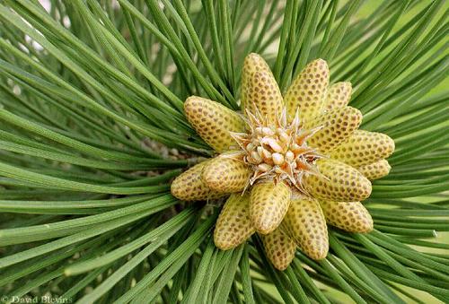 Photo of Pinus contorta by <a href="
http://www.blevinsphoto.com/
">David Blevins</a>