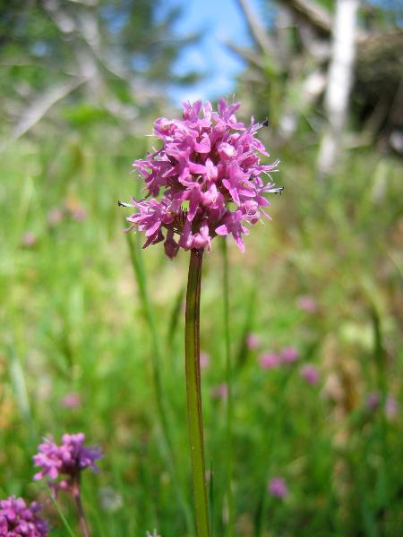 Photo of Plectritis congesta ssp. congesta by <a href="http:// www.lilley.ca">Patrick Lilley</a>