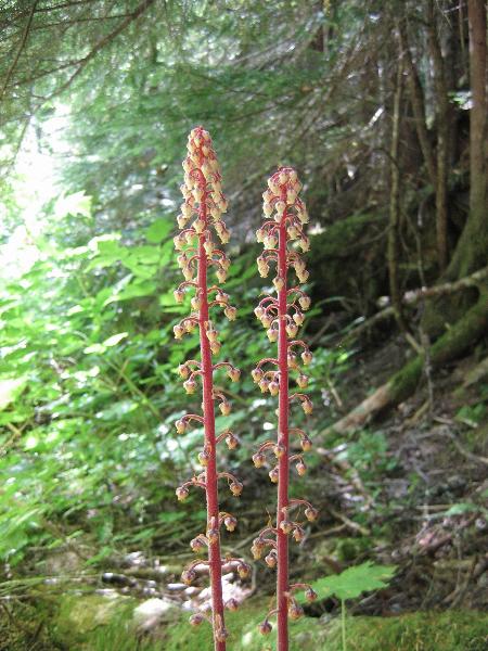 Photo of Pterospora andromedea by <a href="http:// www.lilley.ca">Patrick Lilley</a>