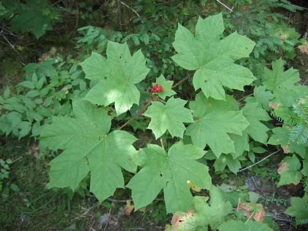 Photo of Oplopanax horridus by <a href="http:// www.lilley.ca">Patrick Lilley</a>