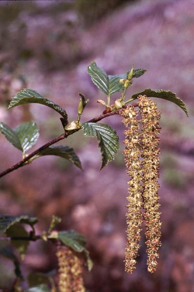 Photo of Alnus alnobetula ssp. sinuata by Jim Riley