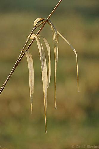 Photo of Phalaris arundinacea by <a href="
http://www.blevinsphoto.com/
">David Blevins</a>