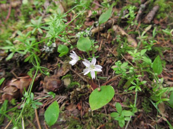 Photo of Claytonia sibirica by <a href="http://www.westcoastgardens.ca">Celeste Paley</a>