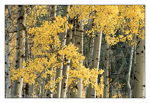 Photo of Populus tremuloides by <a href="
http://www.blevinsphoto.com/
">David Blevins</a>