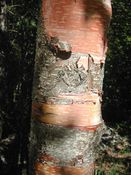Photo of Betula occidentalis by <a href="http://www.ece.ubc.ca/~ianc/">Ian Cumming</a>