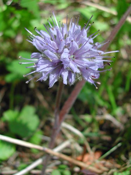 Photo of Hydrophyllum capitatum var. capitatum by <a href="http://www.ece.ubc.ca/~ianc/">Ian Cumming</a>